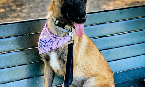 California dog trainer charged with animal cruelty, evidence destruction in deaths of 11 dogs