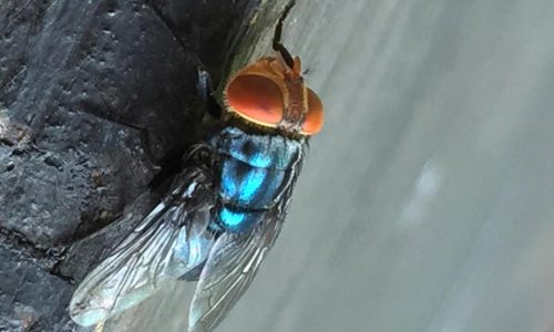 The US plans to open a fly factory in Texas to fight a flesh-eating parasite