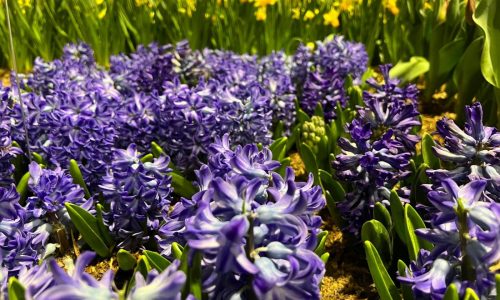 Want your garden to smell as good as it looks? These flowers can do the job