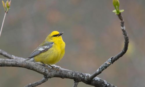 How to turn down the volume and protect wildlife in your yard and garden