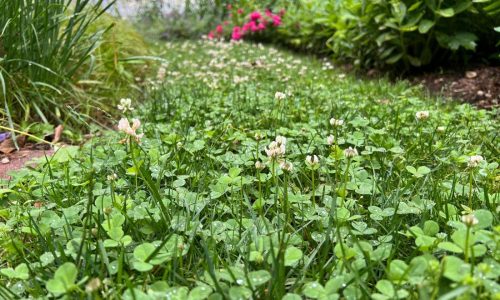 Weeds aren’t just nuisances, they’re messengers. Here’s what they can tell you