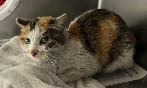 Emaciated stowaway cat found in shipping container in Oakdale after epic journey from China