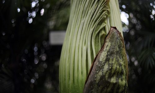 Another corpse flower is about to stink up Como Park Conservatory