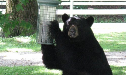 CT man injured in bear attack. He was between the animal and his dog.