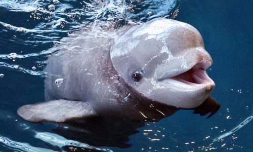 Something’s fishy, and fun, for families at these great U.S. aquariums