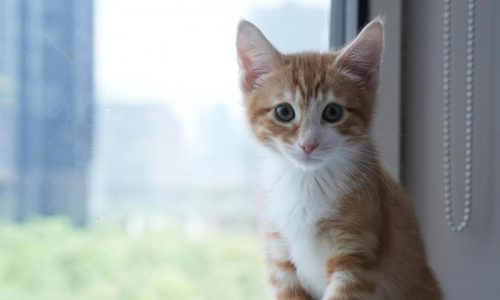 Welcome to kitten season, when animal shelters need all the help they can get