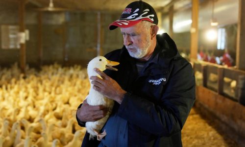 Ducks return to a Long Island farm that lost its entire flock to the bird flu