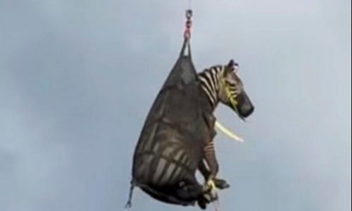 A runaway pet zebra has been captured in Tennessee