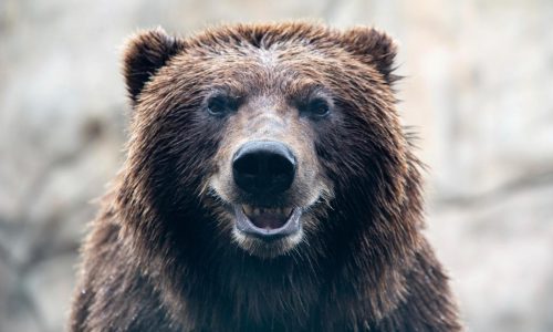 An Alaska brown bear has a new shiny smile after getting a huge metal crown for a canine tooth