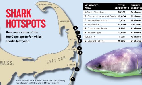 Cape Cod shark detections: Where are the top hotspots for white sharks?