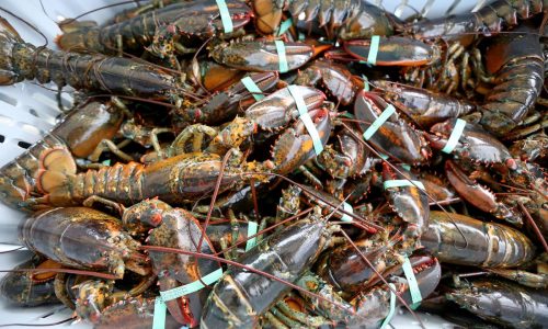 Cape Cod lobstermen fear loss of livelihood due to Massachusetts red tape