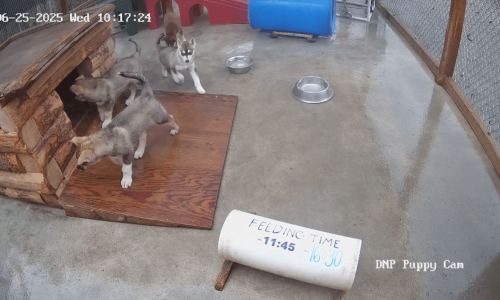 Move over, fat bears: Denali puppies are new webcam darlings