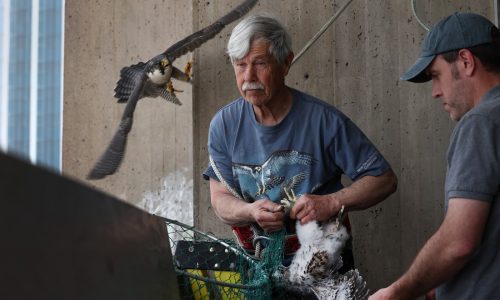Peregrine falcon banding