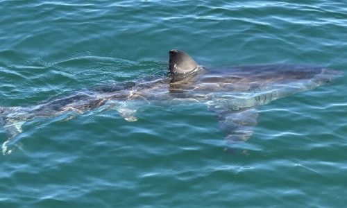 Massachusetts whale watch is on a heater seeing white sharks: ‘Something unprecedented is happening out there’