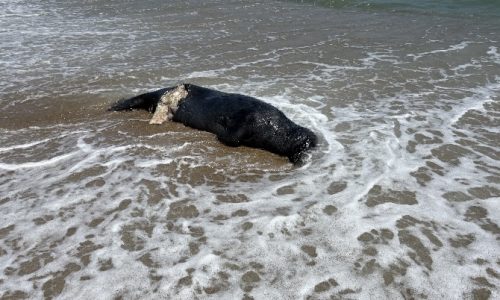 Sharks chomping on seals off Massachusetts, feasting on dead whale off Long Island