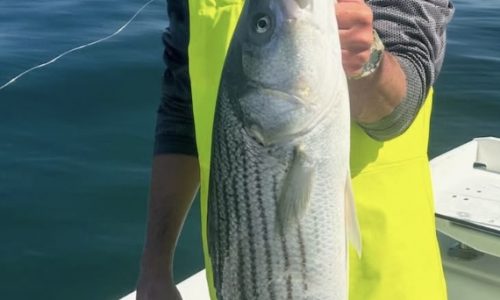 White shark in Cape Cod Bay chomps on hooked striped bass: ‘Be aware the sharks are around’