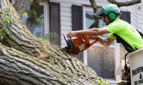 A tree falls in Southie