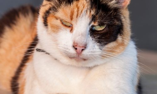 Best to get cat checked for allergies