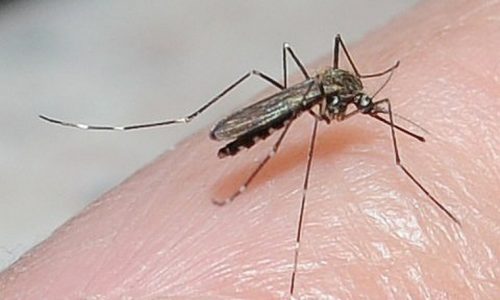 Mosquitoes carrying West Nile found in two metro counties