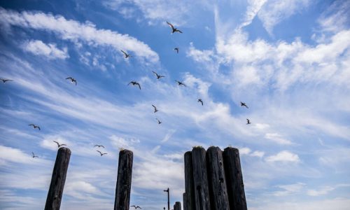 As Parks Get Shortchanged on City Budget, NYC Biodiversity Faces Risks, Report Says