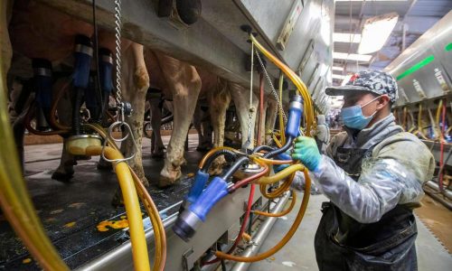 Immigration crackdown could stymie efforts to fight bird flu outbreak, experts fear