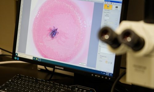 Tick bite ER visits on the upswing in Massachusetts