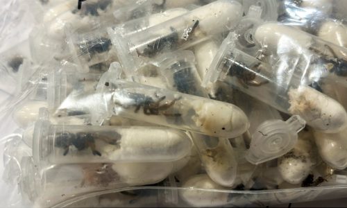 Traveling tarantulas nabbed by customs