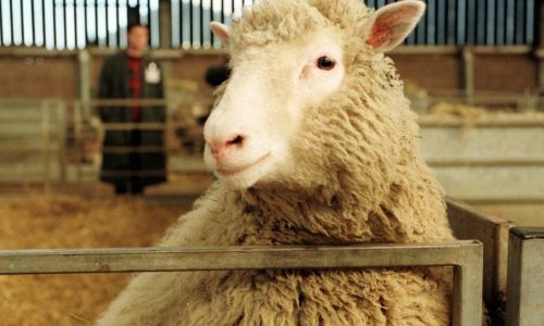 Today in History: July 5, Dolly the sheep born in cloning breakthrough
