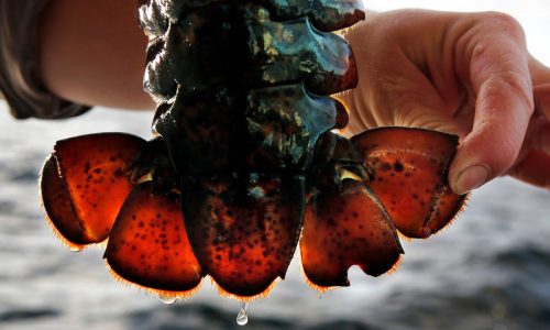 Massachusetts lobster fight: Cape Cod fishers say they’re being unfairly punished