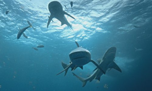 ‘Investigation Shark Attack’ aims to rehab image of ocean predators