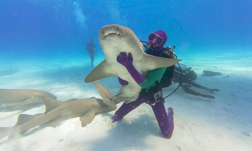 Shark Week is back, and it’s got dancing shoes on