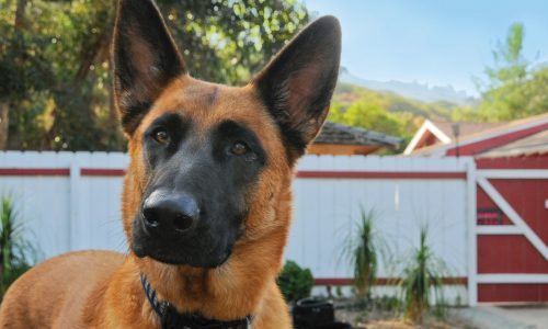 Do pups have ‘littermate syndrome’?