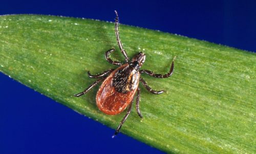 How to protect yourself from ticks year-round