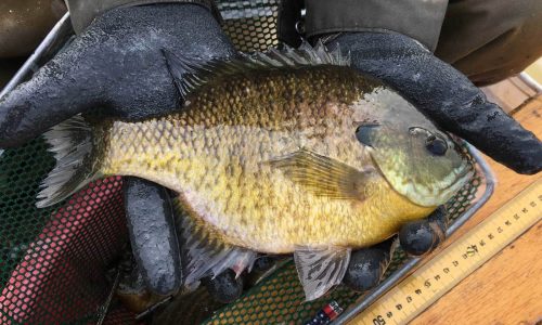 Minnesota DNR seeks input on special fishing regulation proposals