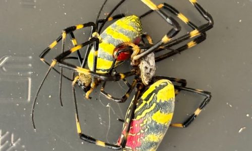 Joro spiders attack and eat each other sometimes: ‘Nonsexual cannibalism’