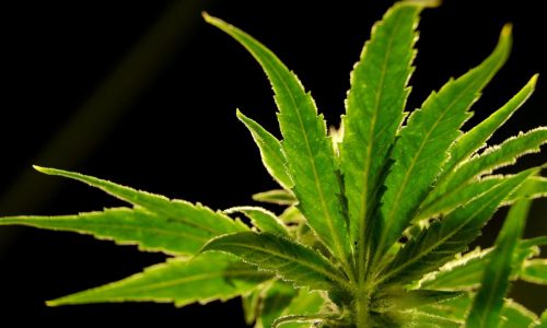 Cannabis board ready to spark up pot cafe vote