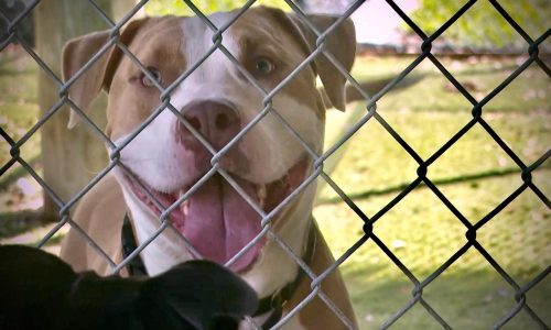 Keeping animals of all sizes, from cats to horses, cool during record heat