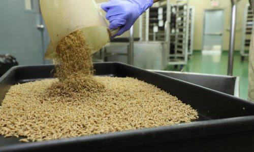 The US plans to begin breeding billions of flies to fight a pest. Here is how it will work