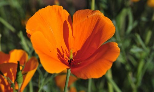 Annuals are the forgotten native plants. Here are 7 worth adding to the garden