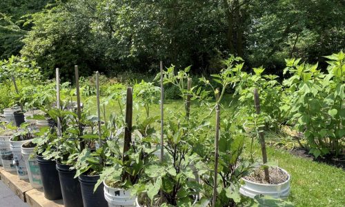 Transform your tiny garden into a lush haven with these creative tips