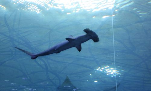 Hammerhead sharks spotted off Massachusetts, bull sharks could be next to migrate north