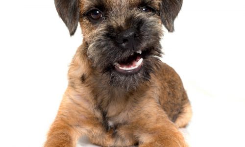 Can dog be on 2 antibiotics at once?