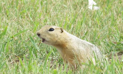 Ground squirrels are taking over a North Dakota city and officials are not amused