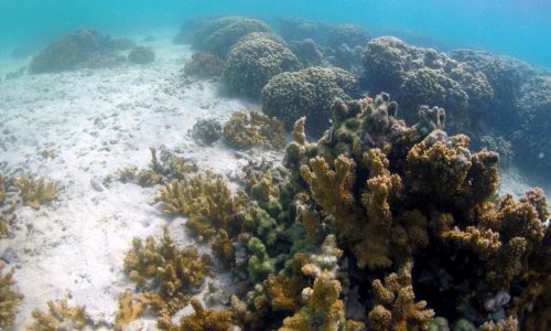 Honolulu’s lawsuit against fossil fuel companies leads climate change legal fight