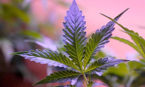 Budding problems: Tyngsboro marijuana testing facility ordered shut over mold, yeast concerns