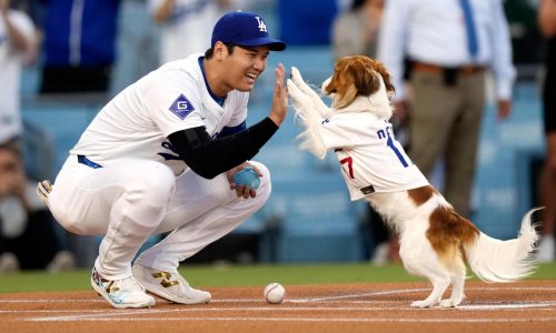 Shohei Ohtani co-writes children’s book starring his dog Decoy