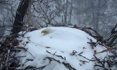 Webcams like Minnesota DNR’s popular EagleCam offer real-time views of natural world