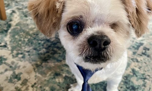 Nine pet stories featured in our Morning Report newsletter in June