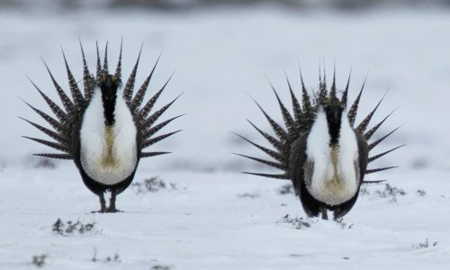 Surveys indicate the sage grouse may be functionally extinct in North Dakota