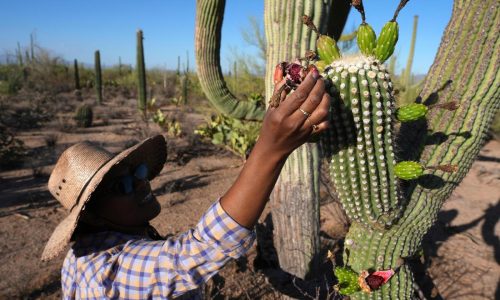 Why Tohono O’odham Nation’s centuries-old saguaro fruit harvest is experiencing a revival in Arizona